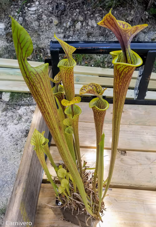 6. Sarracenia oreophila x flava