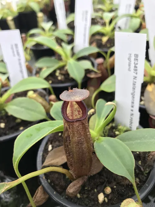 60. A close up of an N. talangensis x N. robcantleyi pitcher.