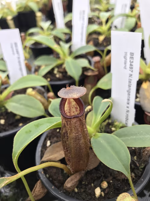 60. A close up of an N. talangensis x N. robcantleyi pitcher