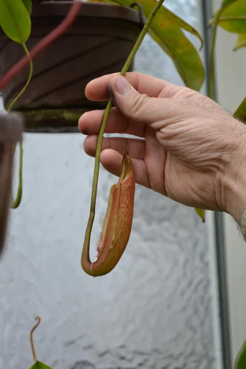 60. A developing pitcher on the same plant