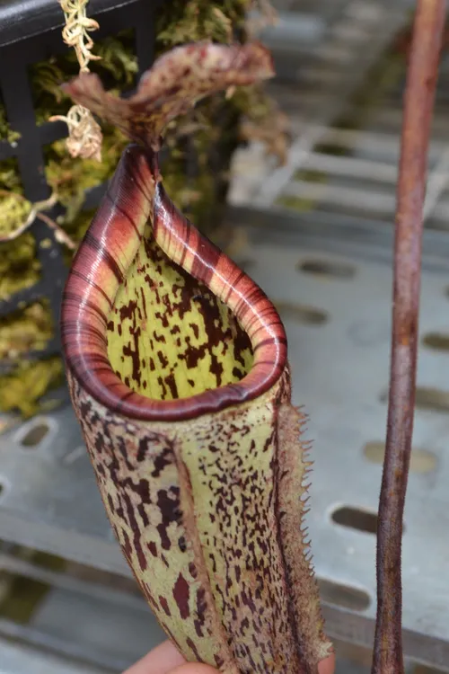 60. Another Nepenthes burbidgeae, this one a bit larger