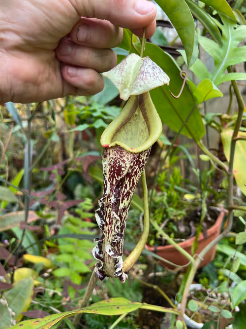 60. Nepenthes rafflesiana