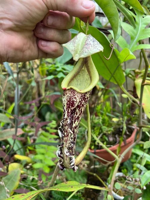 60. Nepenthes rafflesiana