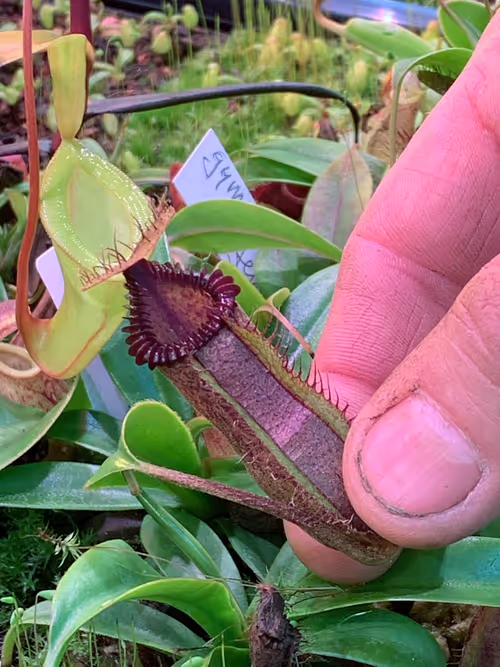 60. This is Andreas Wistubas hugely popular cross, Nepenthes hamata x edwardsiana. As you can see, its pretty stunning. I have one coming in my Spring order, cant wait