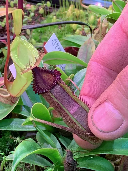 60. This is Andreas Wistubas hugely popular cross, Nepenthes hamata x edwardsiana. As you can see, its pretty stunning. I have one coming in my Spring order, cant wait