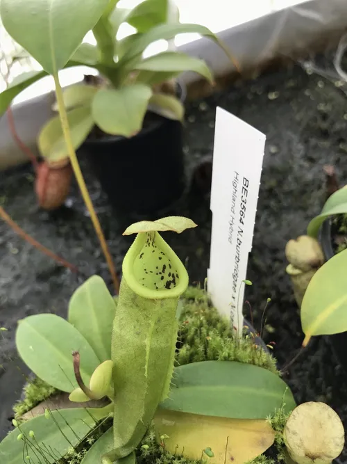 61. A young N. burbridgae x N. campanulata pitcher.