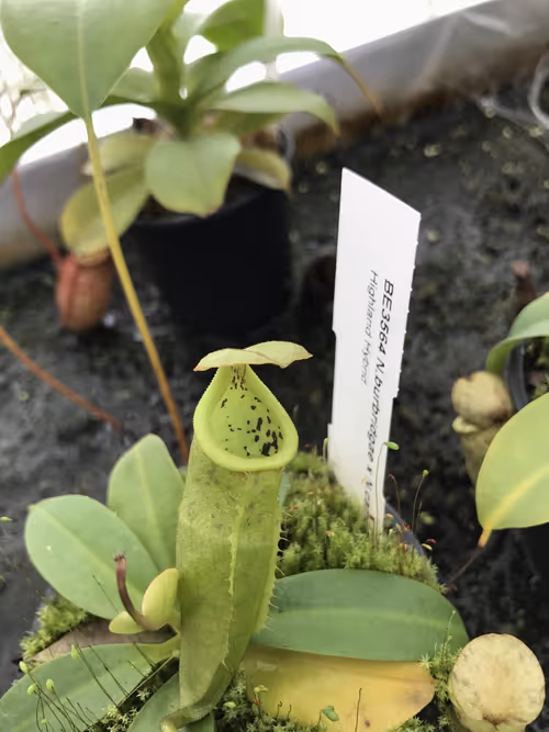 61. A young N. burbridgae x N. campanulata pitcher