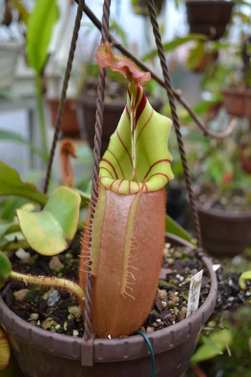 61. Another Nepenthes veitchii, candy striped form.