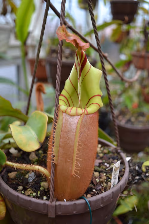 61. Another Nepenthes veitchii, candy striped form