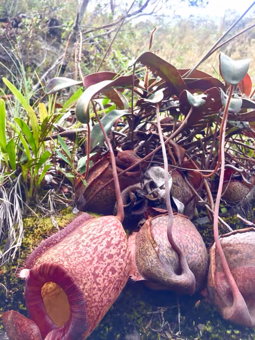61. By Jef Mancera and the Plant and lichen discovery project