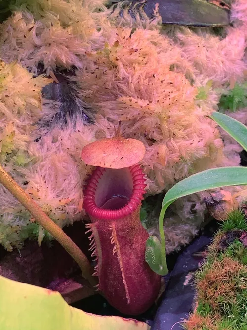 61. Nepenthes edwardsiana, another of my favourite species