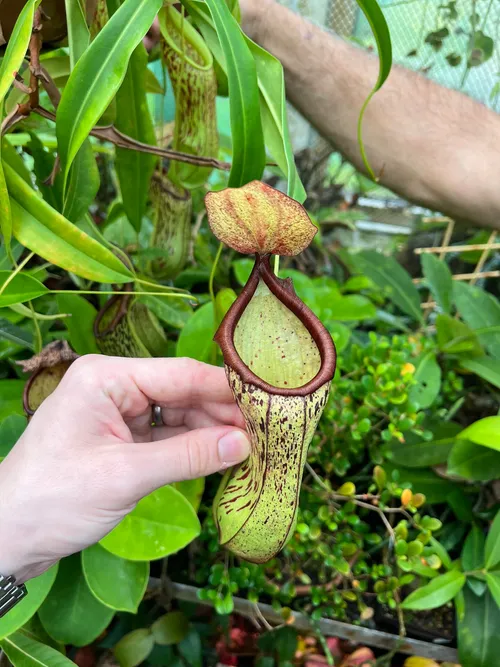 61. Nepenthes insignis, I believe.