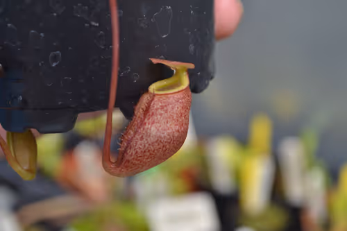 61. Nepenthes leonardoi