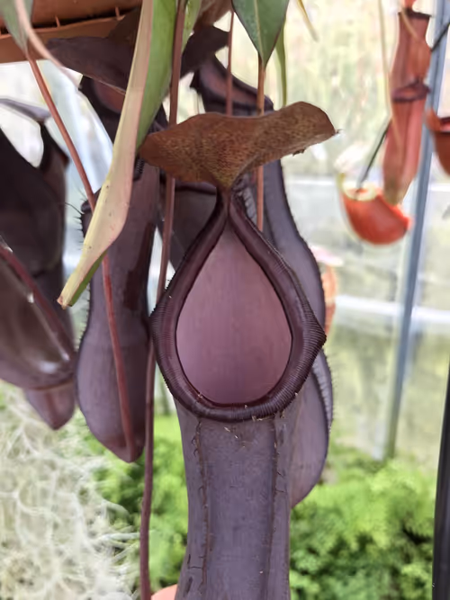 62. An adult Nepenthes sanguinea, with beautiful deep purple pitchers. I really like this species