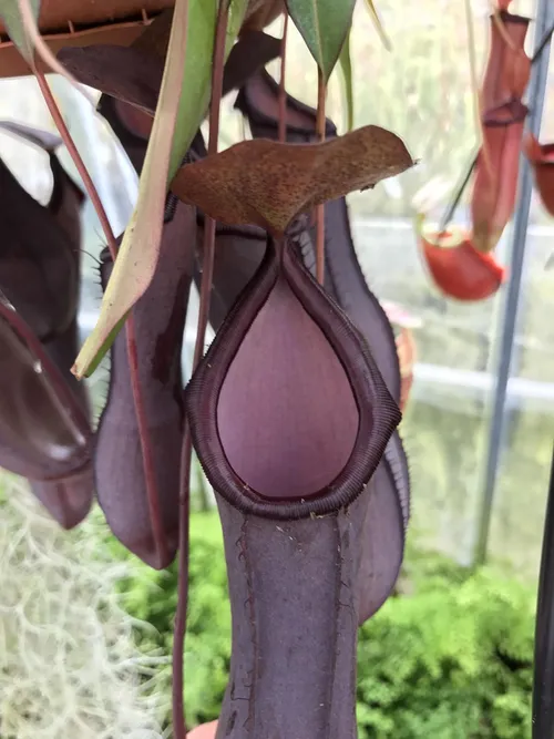 62. An adult Nepenthes sanguinea, with beautiful deep purple pitchers. I really like this species
