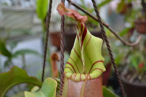 62. As you can probably tell, I can't get enough of this species