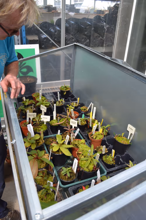 62. The nursery for smaller plants. There were some really nice seedlings here including N. attenboroughii, N. leonardoi, N. lamii, and N. pitopangii