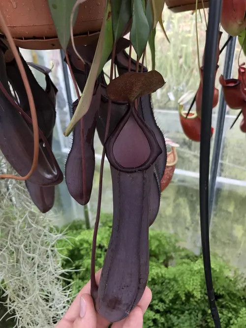 63. N. 'Rebecca Soper', a cross between N. ventricosa and N. ramispina