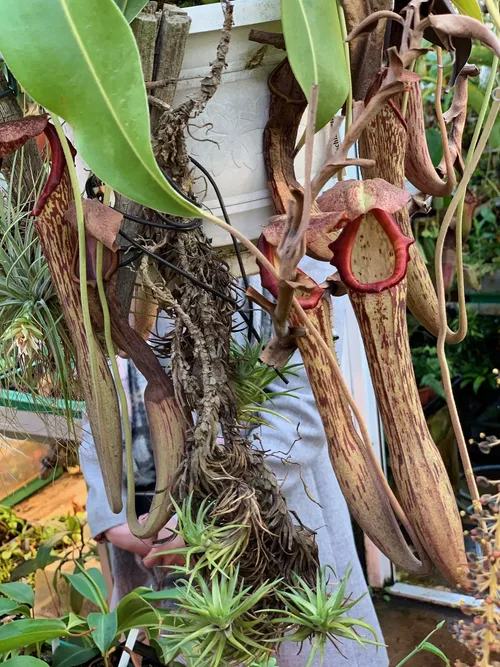 63. Nepenthes boschiana