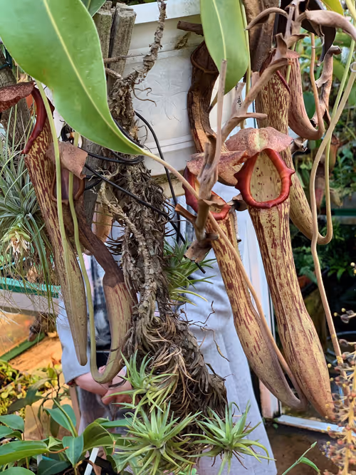 63. Nepenthes boschiana