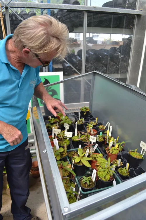 63. Paul looking over the plants in the highland nursery