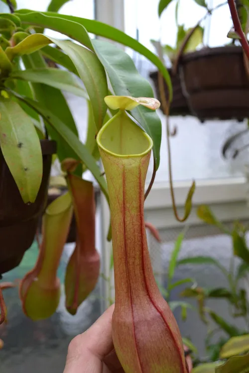 63. The under-appreciated Nepenthes reinwardtiana, with dinstinctive eye-spots.