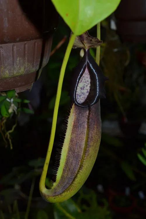 64. Nepenthes bongso.