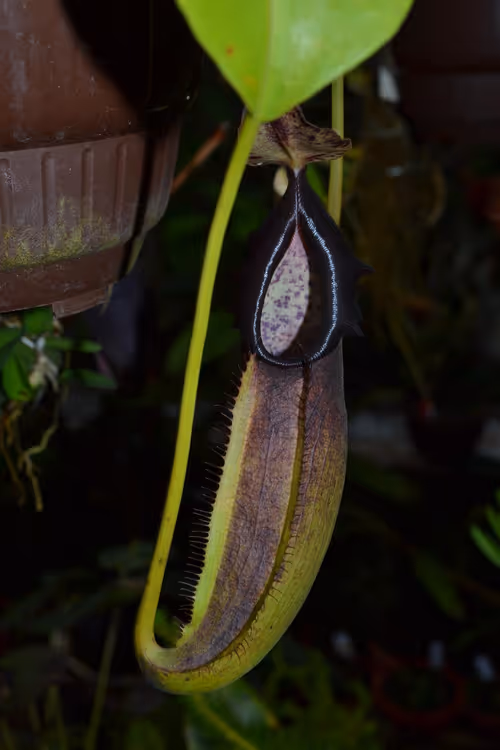 64. Nepenthes bongso