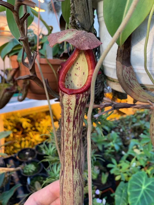 64. Nepenthes boschiana. Lovely elongated pitchers