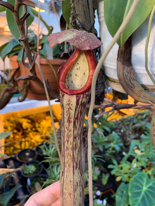 64. Nepenthes boschiana. Lovely elongated pitchers