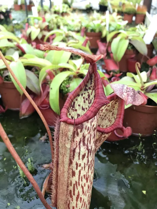 64. Nepenthes x mixta, the classic Victorian hybrid between N. northiana and N. maxima.