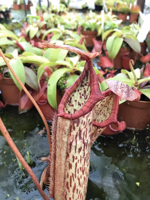 64. Nepenthes x mixta, the classic Victorian hybrid between N. northiana and N. maxima