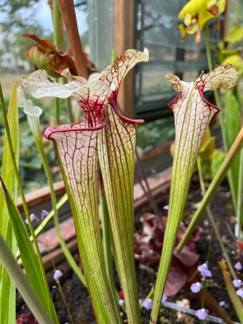 Sarracenia × moorei, a trumpet pitcher plant.