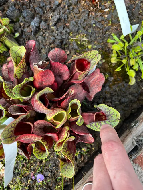 65. A lovely Sarracenia purpurea.