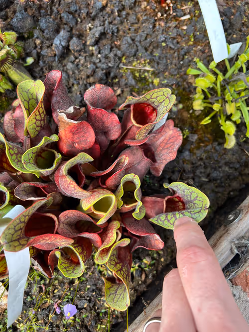 65. A lovely Sarracenia purpurea