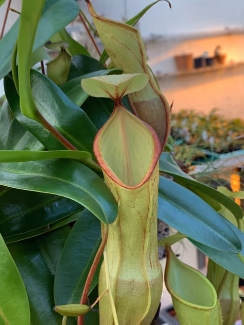65. I think this was Nepenthes tentaculata x campanulata