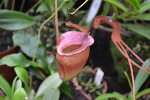 65. Nepenthes jacquelineae.