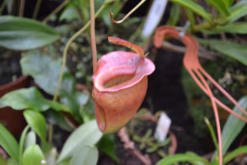 65. Nepenthes jacquelineae