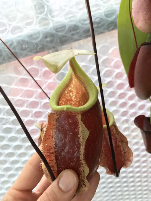 65. The Nepenthes cultivar 'Suki' (N. rafflesiana x sibuyanensis) was in a hanging basket. Tubby red pitchers with bright yellow peristomes