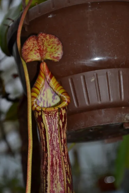 66. Nepenthes stenophylla.