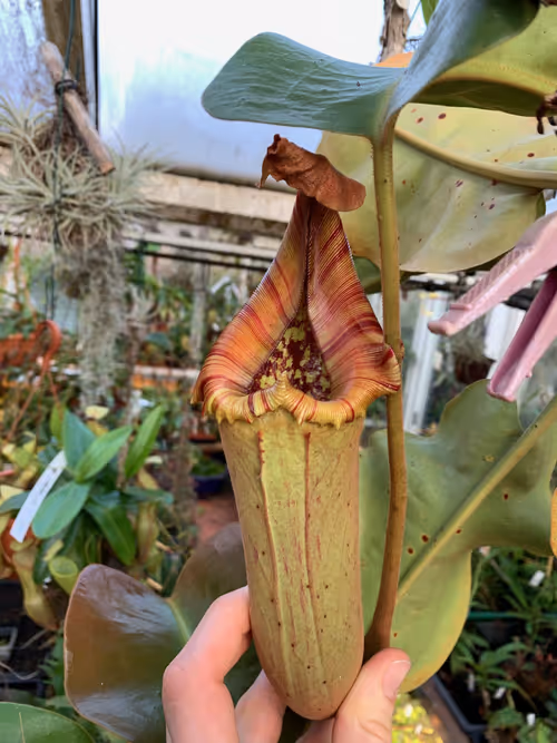 66. Nepenthes truncata