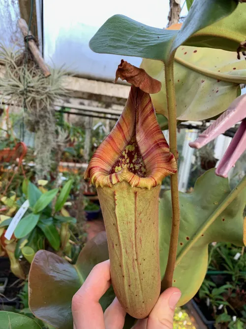 66. Nepenthes truncata