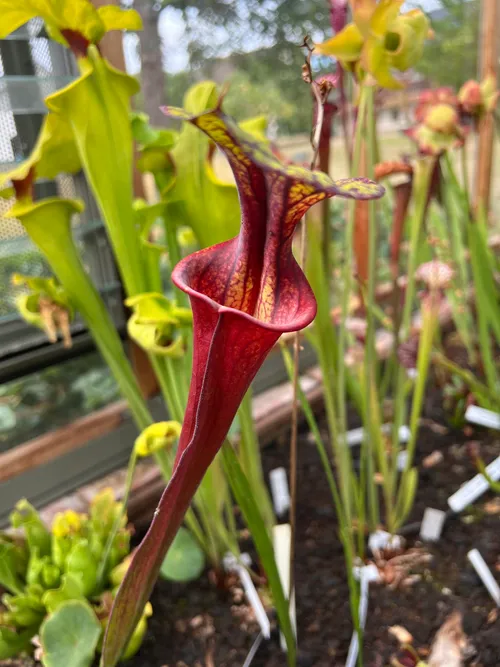 66. Sarracenia flava.