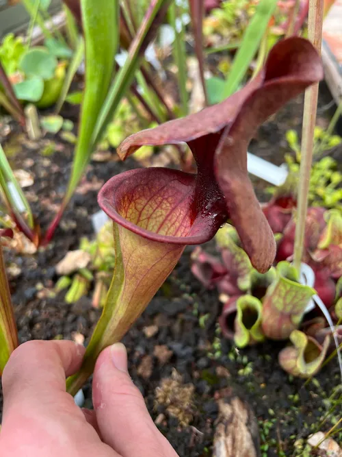 67. A mixture of Sarracenia hybrids were thriving alonside Drosera...