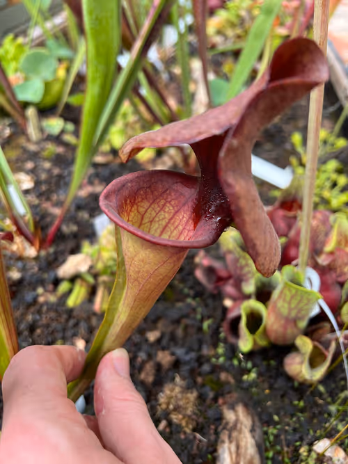67. A mixture of Sarracenia hybrids were thriving alonside Drosera