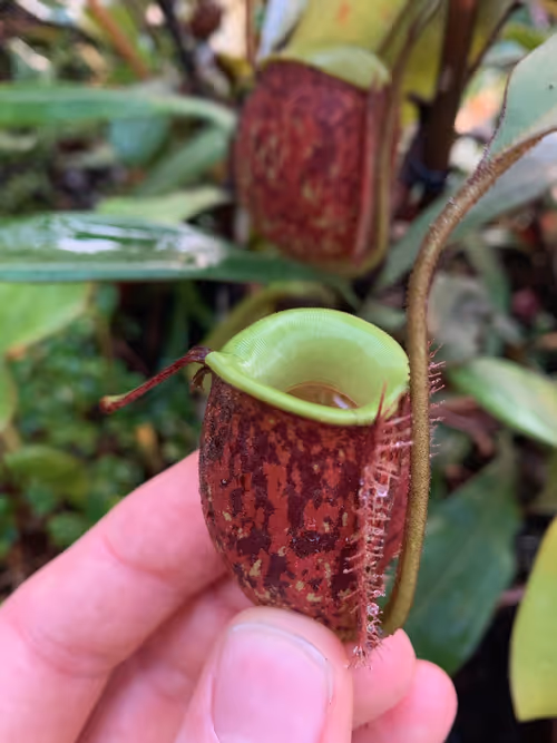 67. In the lowland area, I spotted this tricolor form of Nepenthes ampullaria
