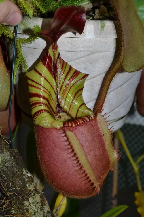 67. Nepenthes veitchii Bario squat form, candy striped!