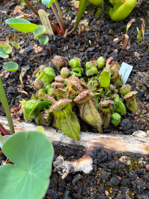 68. Cephalotus