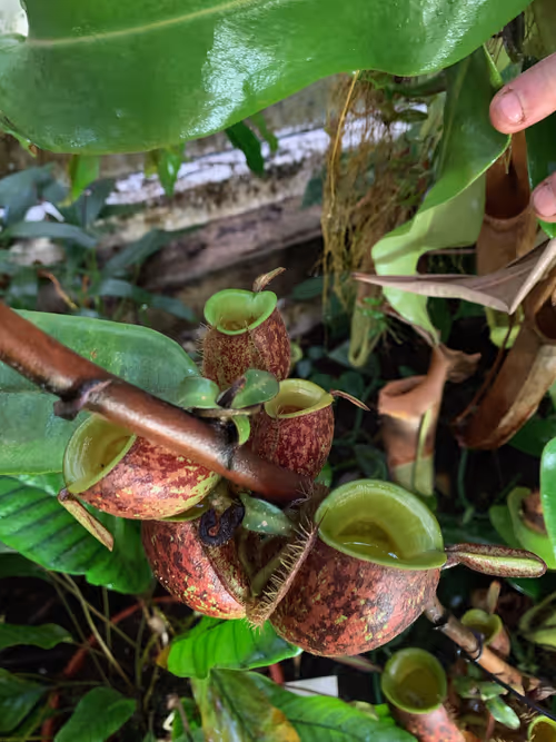 68. Clumps of Nepenthes ampullaria tricolor growing on the thick stem