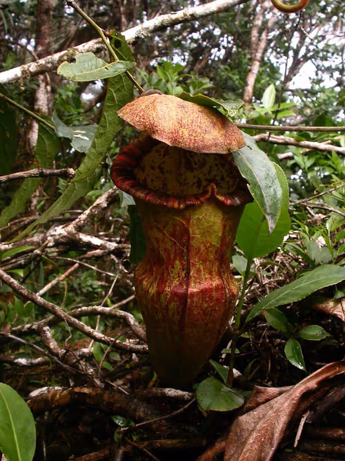 68. Nepenthes hamiguitanensis, by Pelser, P.B., J.F. Barcelona & D.L. Nickrent